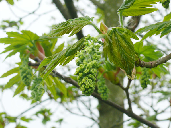 Die frühe Blüte beim Bergahorn