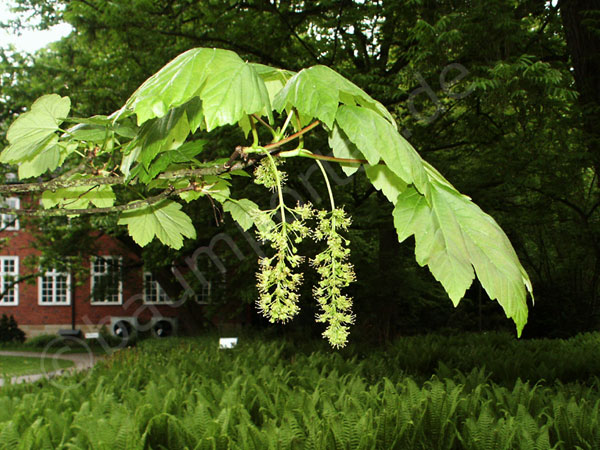 Die hängende Blüte des Bergahornes