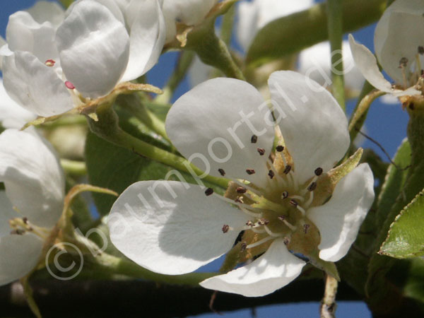 Blüte der Birne  Nahaufnahme