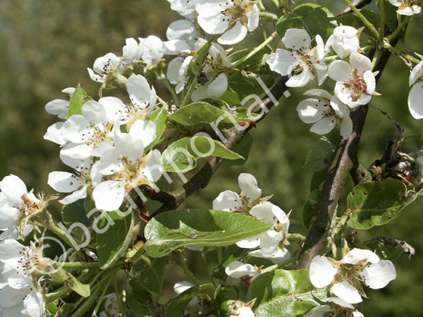 Birnenblüte