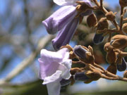 Blüte Blauglockenbaum