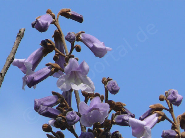 Blüte Baumglockenbaum
