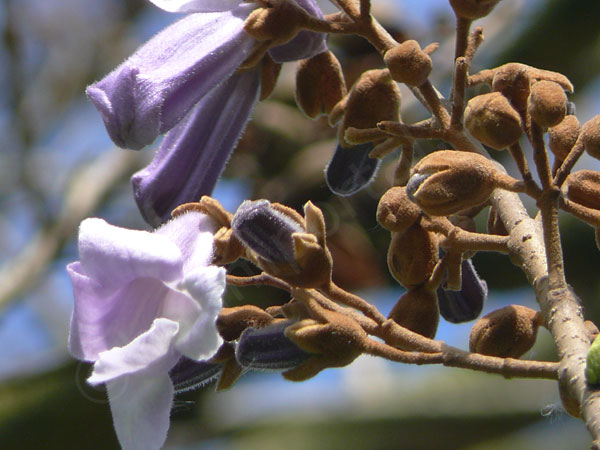 Blüten Blauglockenbaum