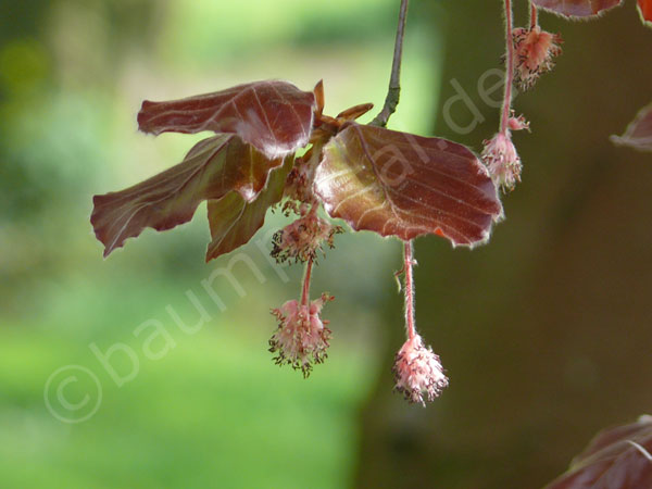 männlche Blüte der Bluche