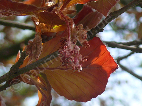 Die Blüten der Blut-Buche