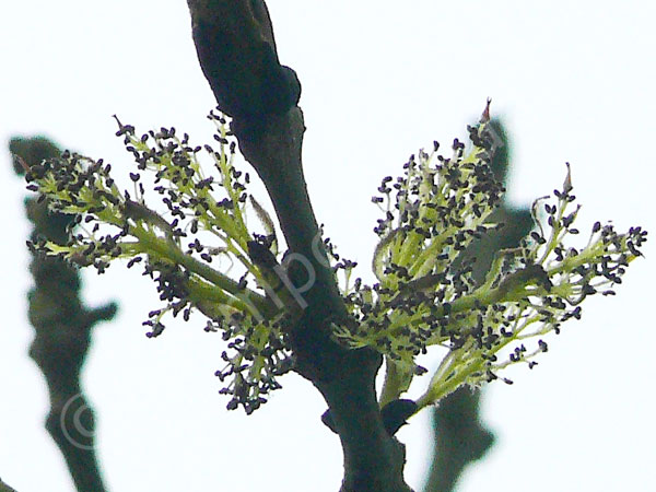 Blüte am Eschenzweig