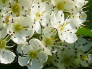 Blüte Hahnendorn
