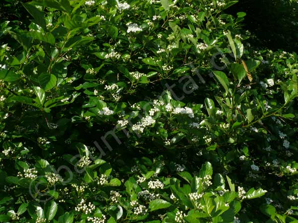Knospen des Hahnendorns