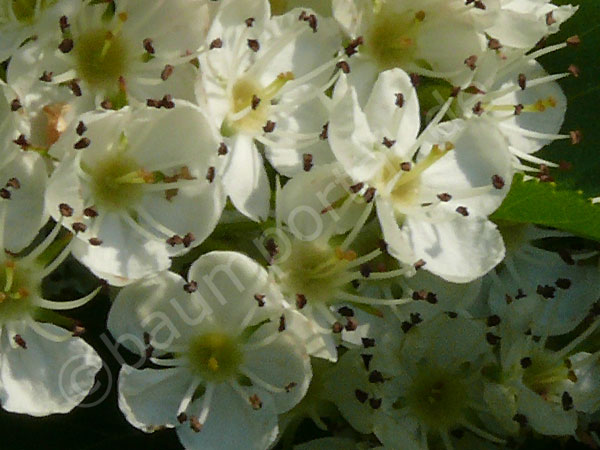 Die Blüte des Hahnendorns