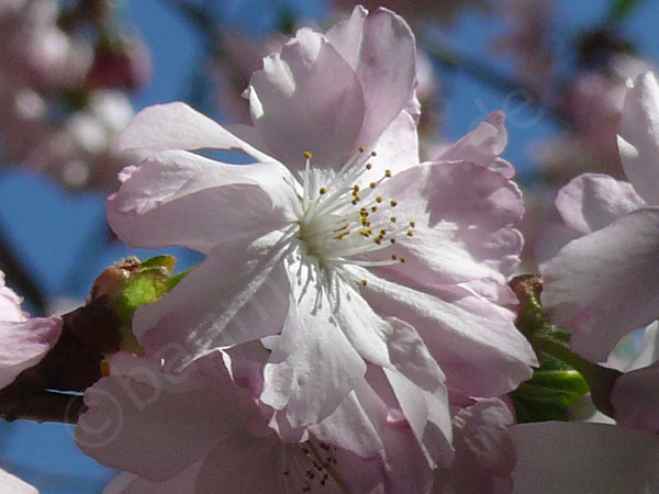 Einzelblüte japanischen Kirsche