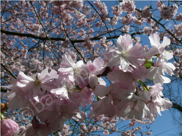 Zweig mit Blüten japanischen Kirsche