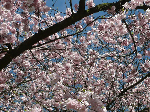 Blüten in der Krone der japanischen Kirsche