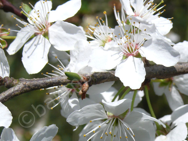 Die Blüten der Mirabellen