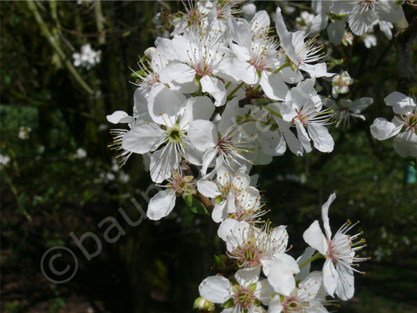 Blüte der Mirabelle