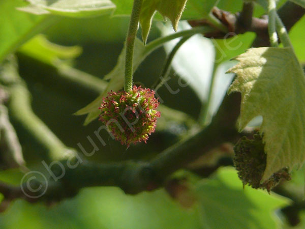 die rote Blüte der Platane