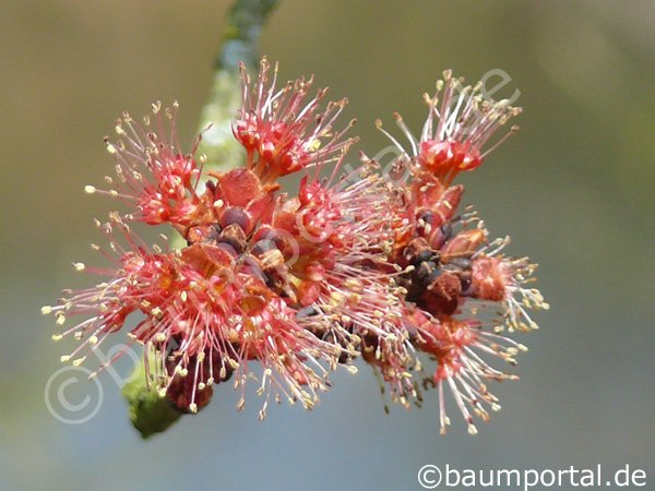 Rot-Ahorn Blüte gross