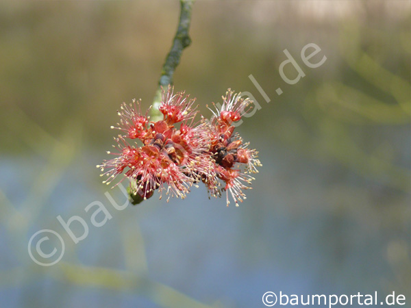 Blüte Rot-Ahorn