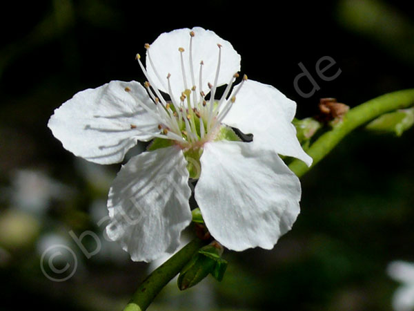 Schlehe Einzelblüte