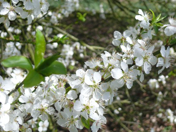 Blüten am Zweig einer Schlehe