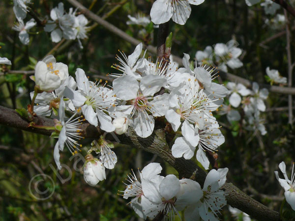 Die weißen Blüten der Schlehe