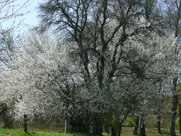 Schlehe  Baum Blüte