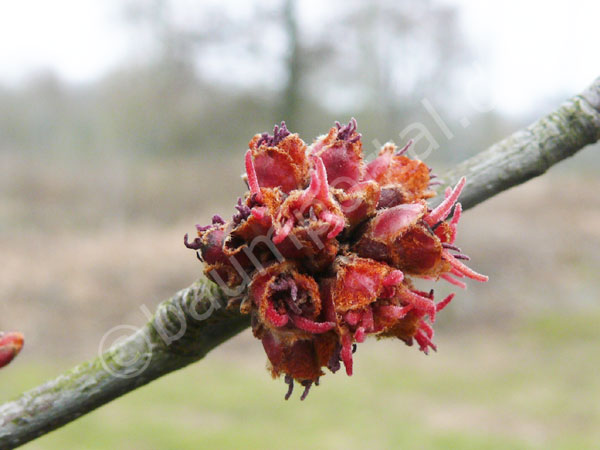 Blüte Silberahorn Nahaufnahme