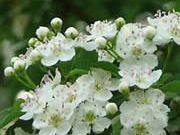 Blüte Weißdorn