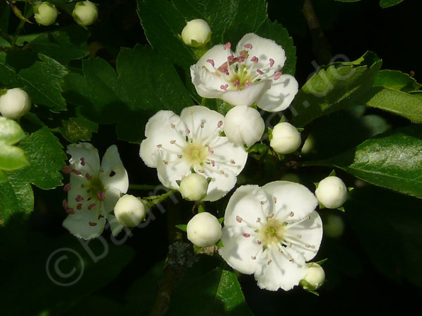 Die Blüte beim Weißdorn