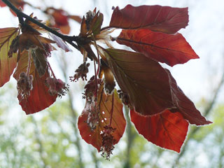 Blüte und Blätter der Blutbuche