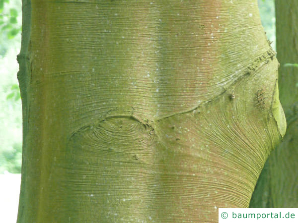 Blutbuche (Fagus sylvatica purpurea) Stamm