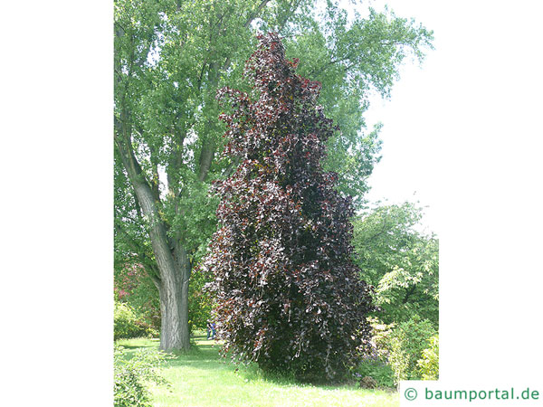 Säulen-Buche 'Purple' (Fagus sylvatica 'Dawyck Purple' ) Baum