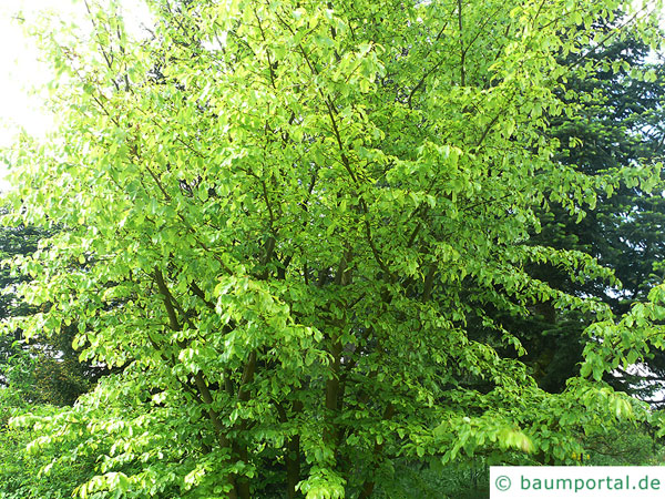 persisches Eisenholz (Parrotia persica) Krone im Sommer