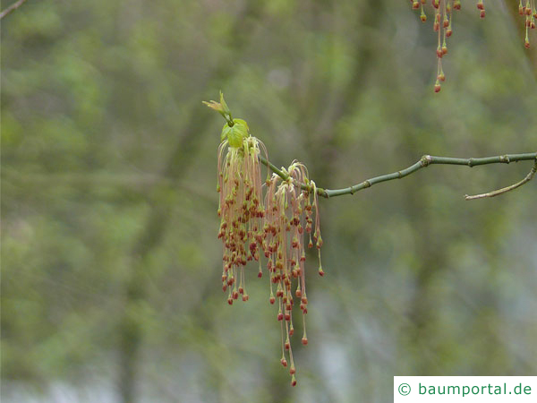 Eschen-Ahorn (Acer negundo) Blüten