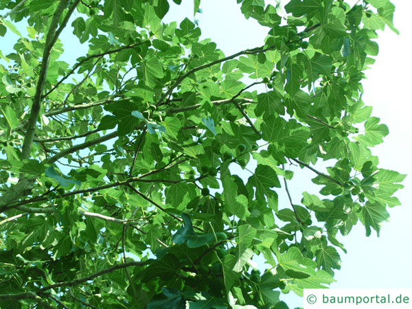 Feige (Ficus carica) Blätter Krone