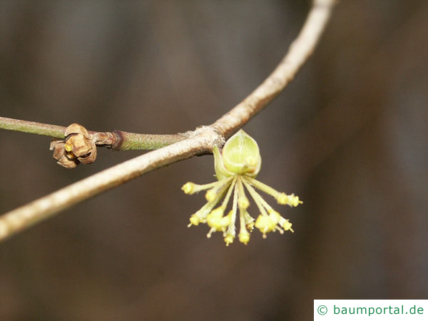 Feld-Ahorn (Acer campestre) Blüte