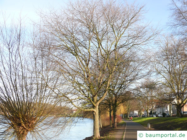 Flatter-Ulme (Ulmus laevis) Baum im Winter