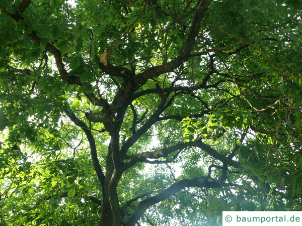 Gelbholz (Cladrastis kentukea) Baum im Sommer