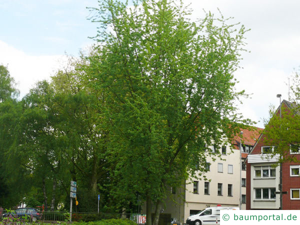 geschlitzter Spitz-Ahorn (Acer saccharinum 'Wieri') Baum