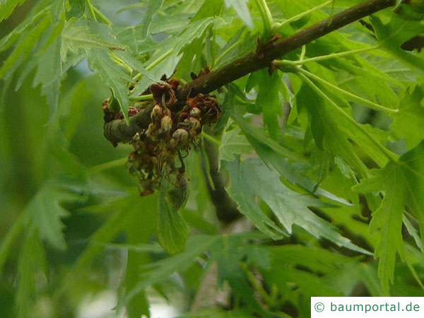 geschlitzter Spitz-Ahorn (Acer saccharinum 'Wieri') Blüte