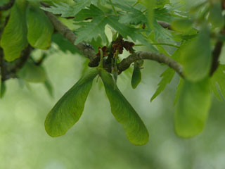 schlitzblättriger Ahorn Frucht Samen