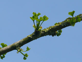 Ginkgo Austrieb