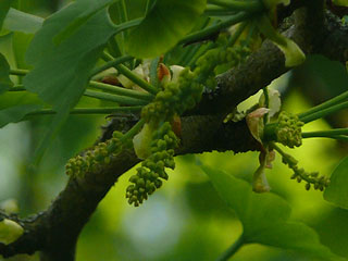 Ginkgo Blüte