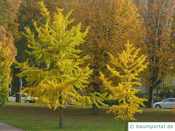 Ginkgo (Ginkgo biloba) Baum im Herbst