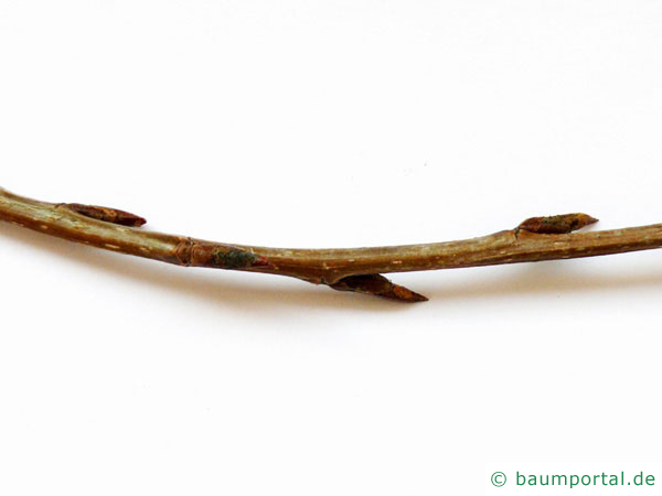 Grau-Pappel (Populus × canescens) Zweig