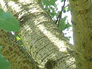 Der Stamm der Graupappel in der Krone und ...