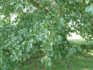 Blätter der Graupappel