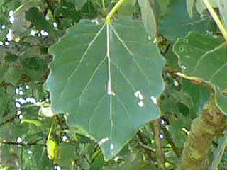 Graupappelblatt Vorderseite