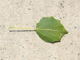 ... und die Rückseite leicht filzig