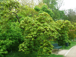 grüner Fächerahorn Baum