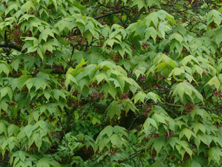 grüner Fächerahorn Blätter